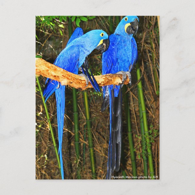 Hyacinth Macaws Foto von JLH Postkarte (Vorderseite)