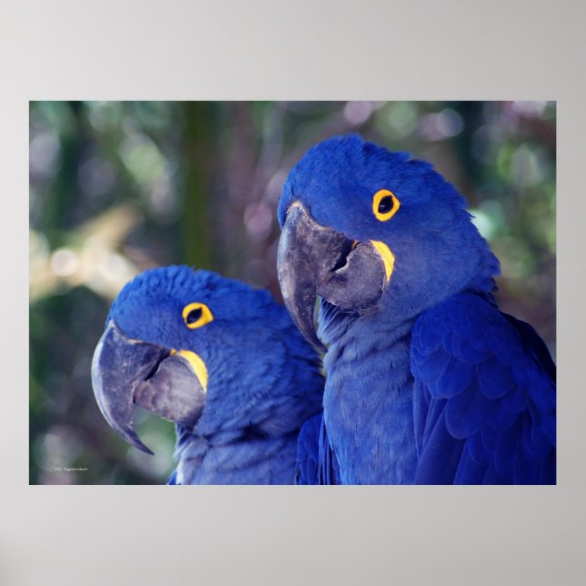 Hyacinth Macaws Poster (Vorne)
