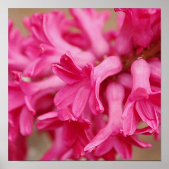 Hyacinth Pink Canvas Poster (Vorne)