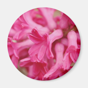 Hyacinth Pink Magnet