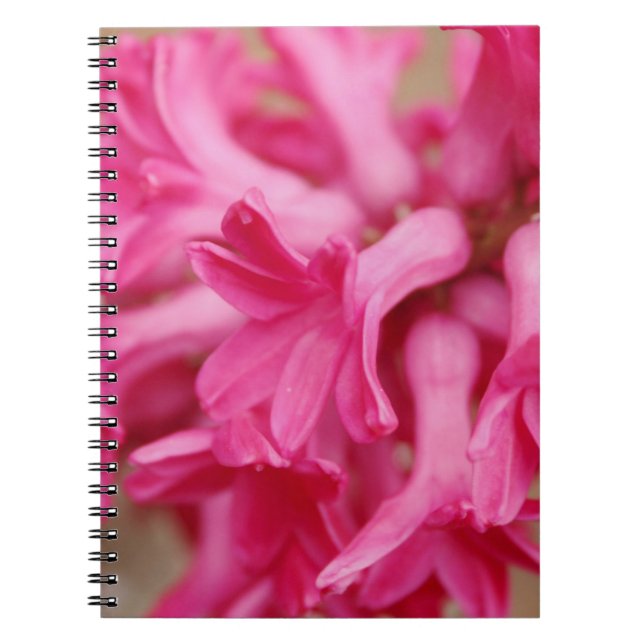 Hyacinth Pink Notizblock (Vorderseite)