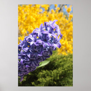 Hyacinth und Forsythia Poster