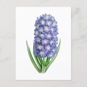 Hyacinth Vintage Botanische Postkarte