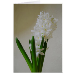 Hyacinthe blanc.