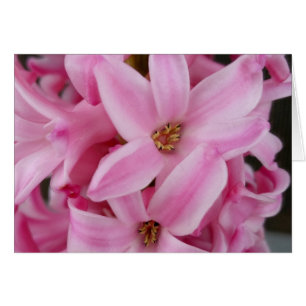 hyacinthe rose