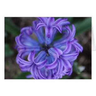 Hyacinthe violette