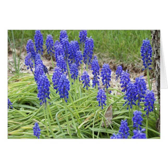 Hyacinthes de raisin (Devant Horizontal)