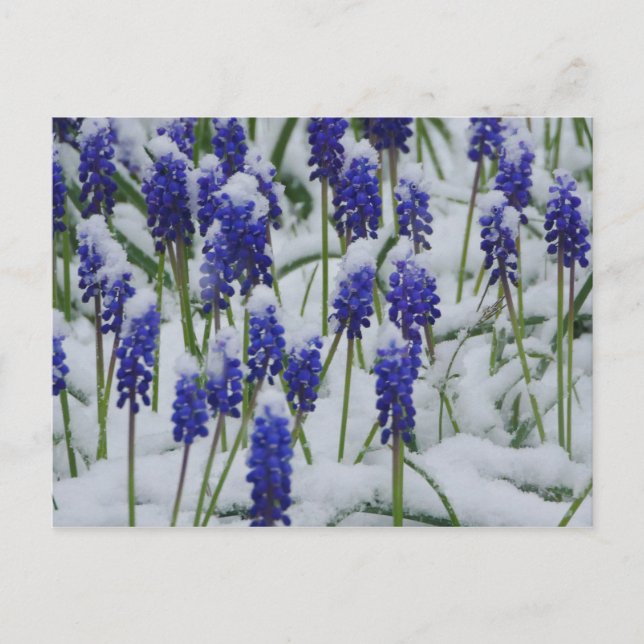 Hyacinthes de raisin dans carte postale Neige  (Devant)