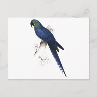 Hyacinthine Maccaw durch Edward Lear Postkarte