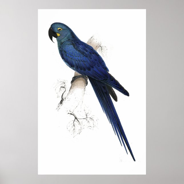 Hyacinthine Maccaw von Edward Lear Poster (Vorne)
