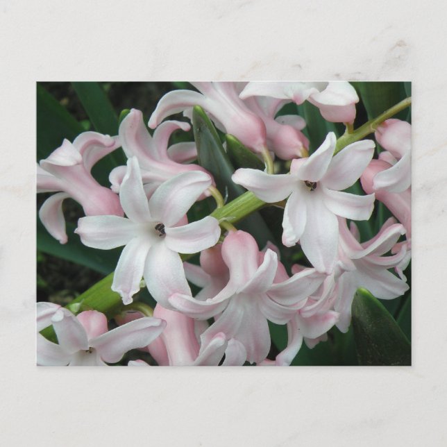 Hyacinths Postcard Postkarte (Vorderseite)