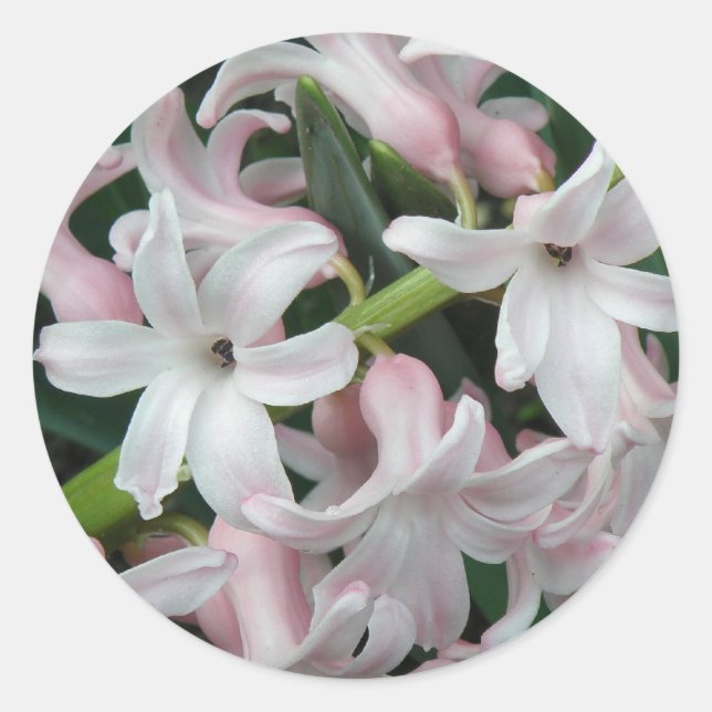 Hyacinths Sticker (Vorderseite)