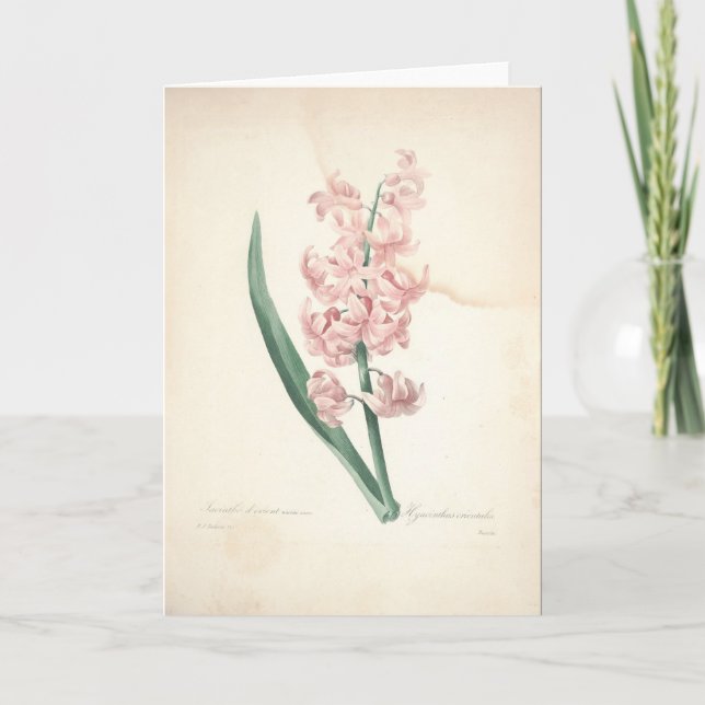 Hyacinthus Orientalis par la carte de sympathie de (Devant)