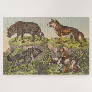 Hyaena (Hyena), Wolf und Hund