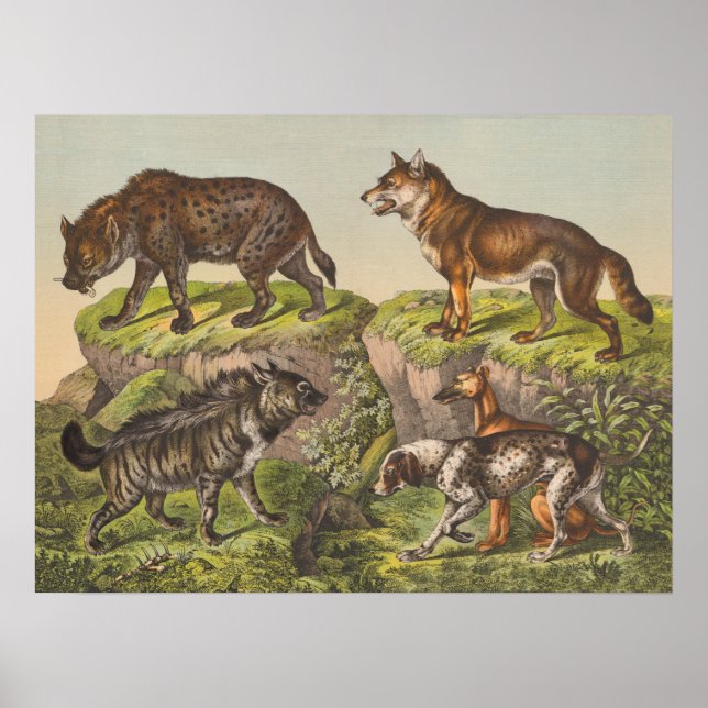 Hyaena (Hyena), Wolf und Hunde Poster (Vorne)