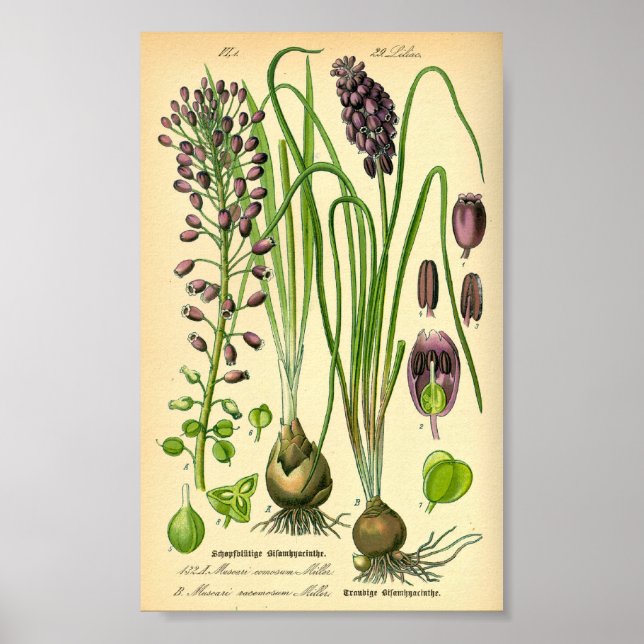 Hyakinth (Muscari neglectum) Poster (Vorne)