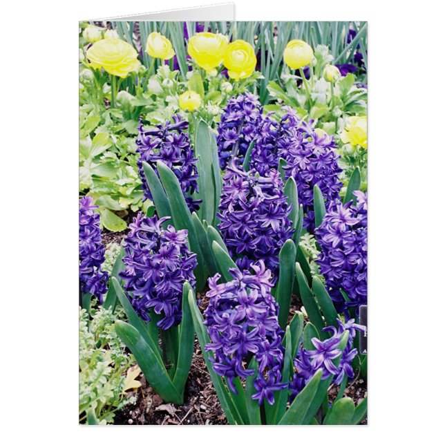 Hyakinthen und Afrikanische Tulips (Vorne)