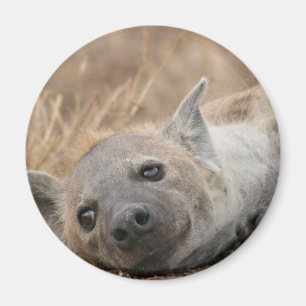 Hyänen-Bild-Magnet Magnet