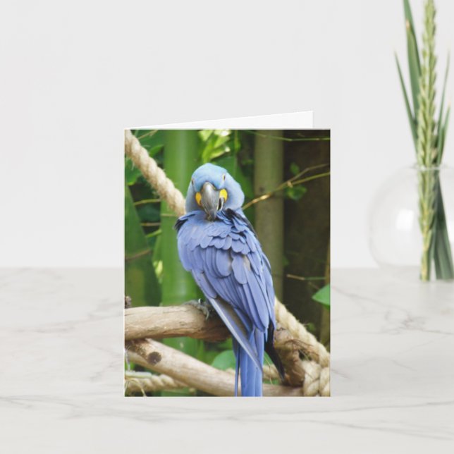 HyazintheMacaw Notecard Karte (Vorderseite)