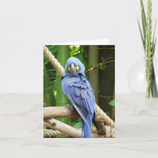 HyazintheMacaw Notecard Karte