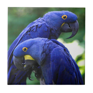 HyazintheMacaws Fliese