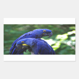 HyazintheMacaws Rechteckiger Aufkleber