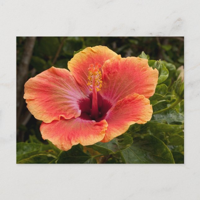 Hybrid-Hibiskus Postkarte (Vorderseite)