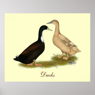 Hybrid Lay Duck Poster