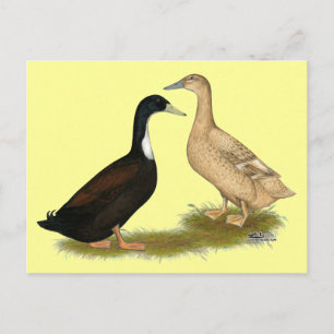 Hybrid Lay Duck Postkarte