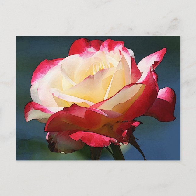 Hybrid-Tee-Rose "Double Delight" Postkarte (Vorderseite)