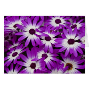 Hybride Cineraria-Karte