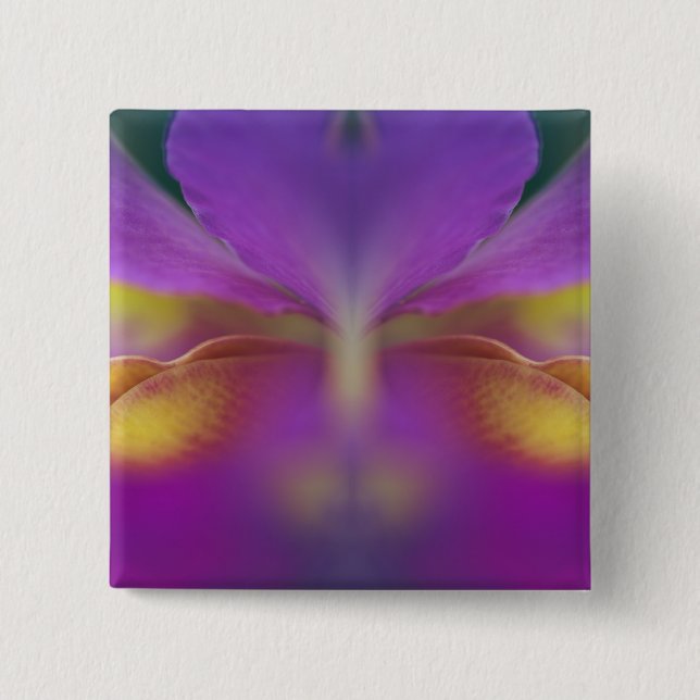 Hybride Orchidee, Florida 2 Button (Vorderseite)
