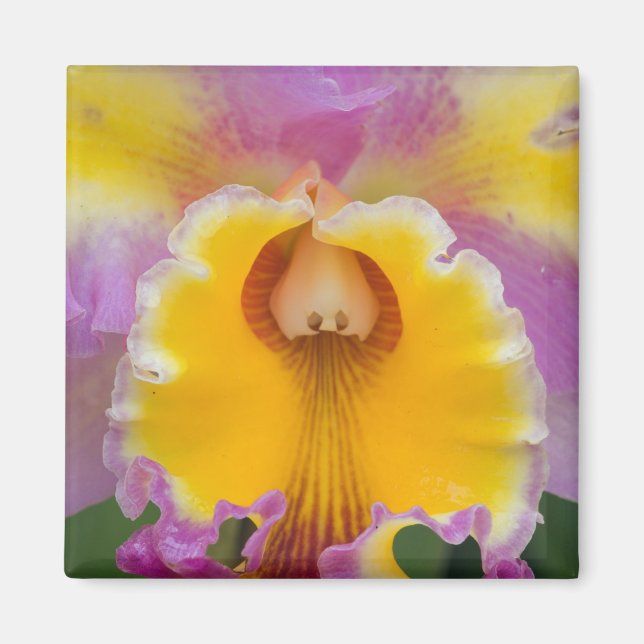 Hybride Orchidee, Florida Magnet (Vorne)