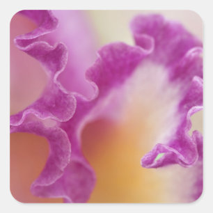 Hybride Orchidee Nahaufnahme, Delray Beach, Florid Quadratischer Aufkleber