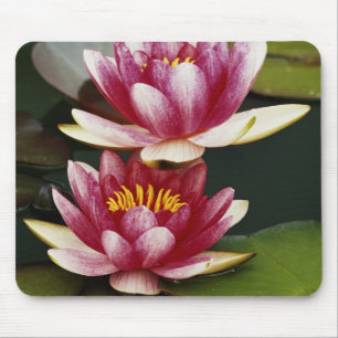 Hybride Seerosen Mousepad