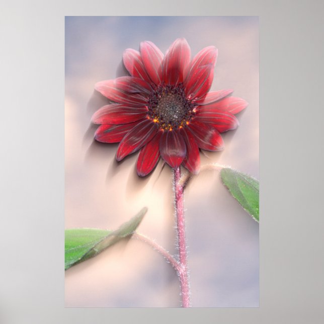 Hybride Sonnenblume bläst im Wind Poster (Vorne)