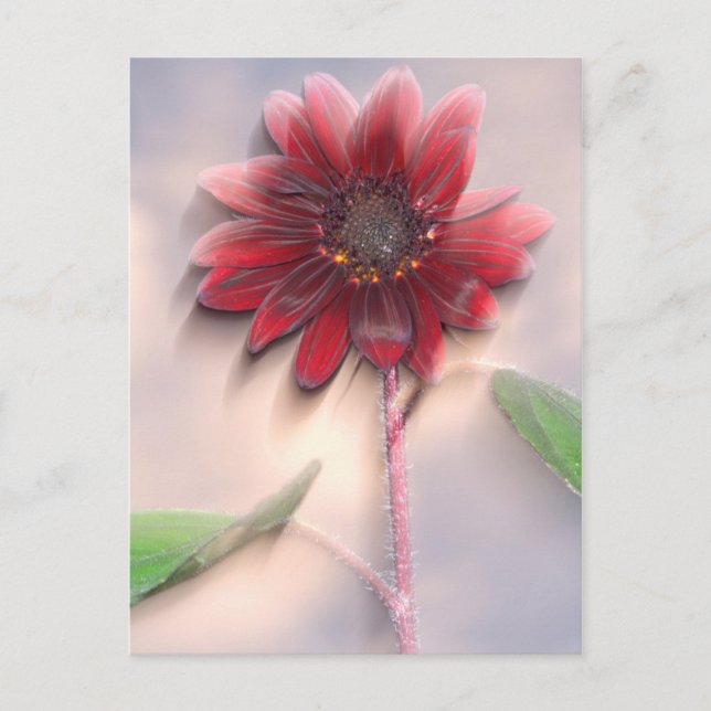 Hybride Sonnenblume bläst im Wind Postkarte (Vorderseite)