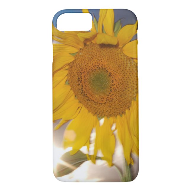 Hybride Sonnenblume bläst in der Dämmerung Case-Mate iPhone Hülle (Rückseite)