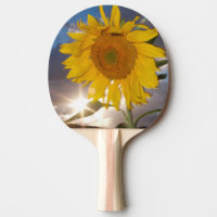 Hybride Sonnenblume bläst in der Dämmerung