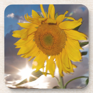 Hybride Sonnenblume, die in der Abenddämmerung im  Getränkeuntersetzer