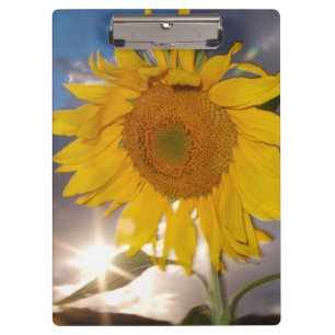 Hybride Sonnenblume, die in der Dämmerung im Wind Klemmbrett