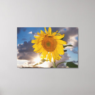 Hybride Sonnenblume, die in der Dämmerung im Wind Leinwanddruck