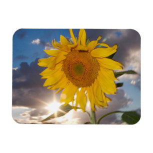 Hybride Sonnenblume, die in der Dämmerung im Wind  Magnet