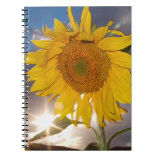 Hybride Sonnenblume, die in der Dämmerung im Wind  Notizblock