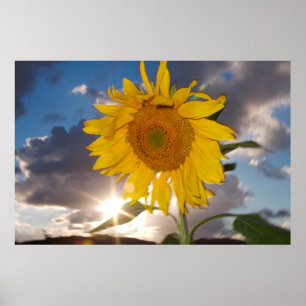 Hybride Sonnenblume, die in der Dämmerung im Wind  Poster