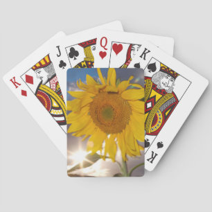 Hybride Sonnenblume, die in der Dämmerung im Wind  Spielkarten