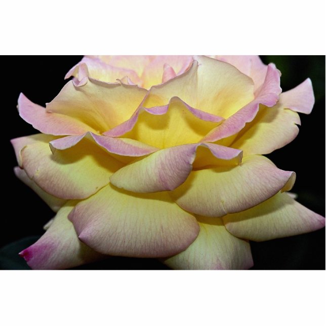 Hybride Tee-Rosen-"FriedensRosen-" Rosen Freistehende Fotoskulptur (Vorne)