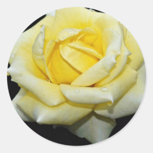 Hybride weiße Blumen Tee-Rosen-"Helmut Schmidt" Runder Aufkleber
