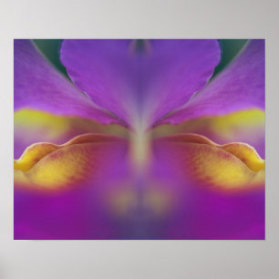 Hybridorchid, Florida 2 Poster