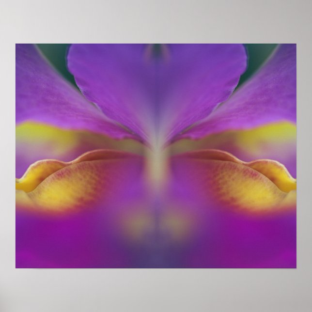 Hybridorchid, Florida 2 Poster (Vorne)